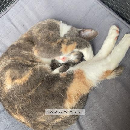 Foto 1/1 Shelby Chat perdido en Yport