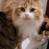 Foto del gato perdido en Florange