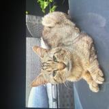 Foto del gato perdido en Dugny