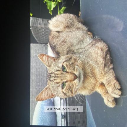 Foto 1/1 Zoom Chat perdido en Dugny