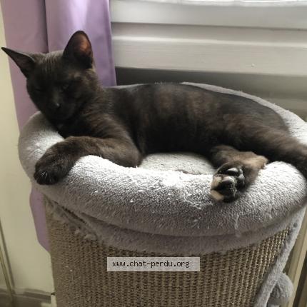 Foto 1/1 TOM Chat perdido en Soisy sous montmorency