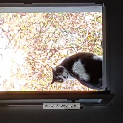 Foto 1/1 Sirius Chat perdido en St thibery