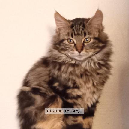 Foto 1/1 Trésor Chat perdido en Dammarie les lys