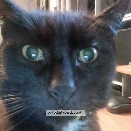 Foto 1/1 ilou Chat perdido en Merpins