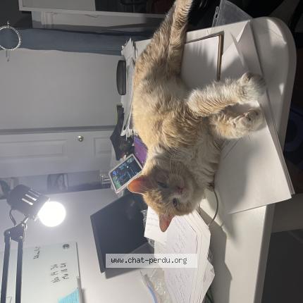 Foto 1/1 Aslan Chat perdido en Laval