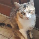 Foto del gato perdido en Le Thoureil