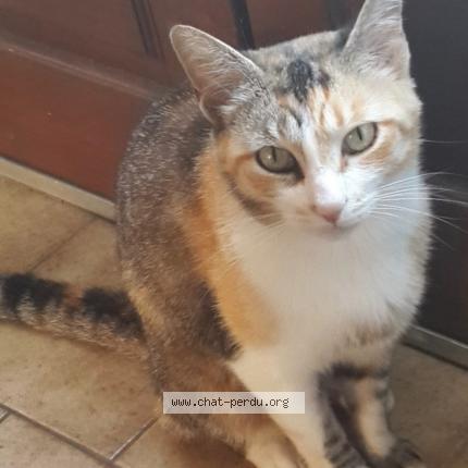 Foto 1/1 Poussinette Chat perdido en Le thoureil