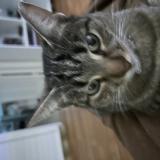 Foto del gato perdido en Vitry Sur Seine