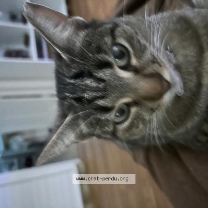 Foto 1/1 Kiko Chat perdido en Vitry sur seine