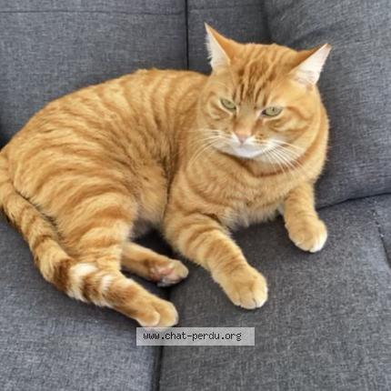 Foto 1/1 Taga Chat perdido en Auterive