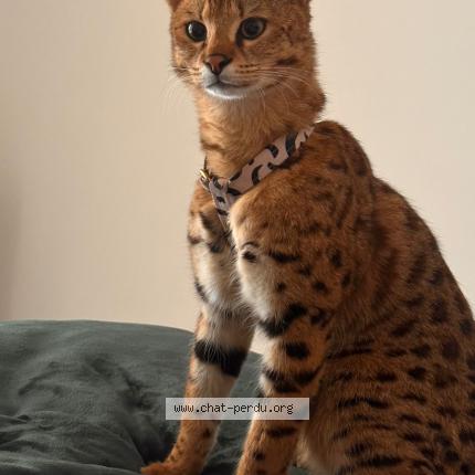 Foto 1/1 Akila Chat perdido en La turbie