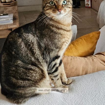 Foto 1/1 SIMBA Chat perdido en Pollionnay