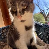 Foto del gato perdido en Crolles