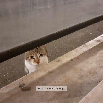 Foto 1/1 Gato encontrado Encontrado en Metz