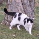 Foto del gato perdido en Treytorrens