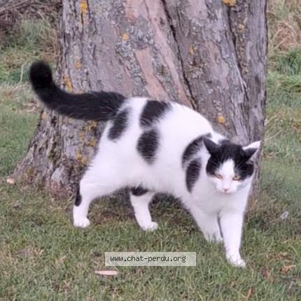 Foto 1/1 Golden Chat perdido en Treytorrens