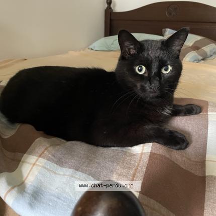 Foto 1/1 Eskel Chat perdido en Conde sur l escaut