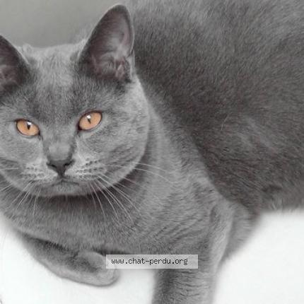 Foto 1/1 Julius Chat perdido en Paris