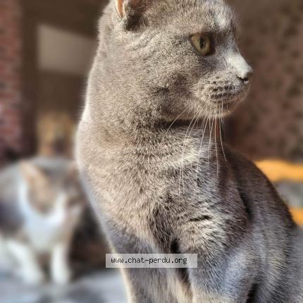 Foto 1/1 Sirius Chat perdido en Epehy