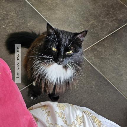 Foto 1/1 Freyja Chat perdido en Lescar