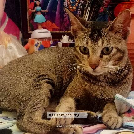 Foto 1/1 Mizuki Chat perdido en Ratlam