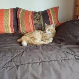 Foto del gato perdido en Saint Dizier