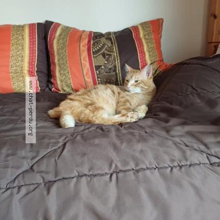 Foto 1/1 KIMI Chat perdido en Saint dizier