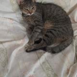 Foto del gato perdido en Sainte Anne