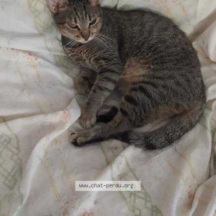 Foto 1/1 Rams&egrave;s Chat perdido en Sainte anne