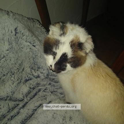 Foto 1/1 Gato encontrado Encontrado en Colomiers