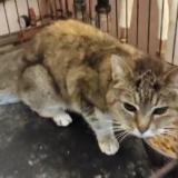 Foto de gato encontrado en Saint Saturnin Du Bois