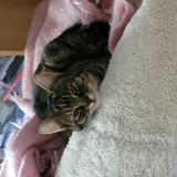 Foto del gato perdido en Feucherolles