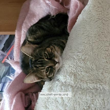 Foto 1/1 Gato encontrado Perdido en Feucherolles