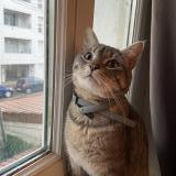 Foto del gato perdido en Villeurbanne