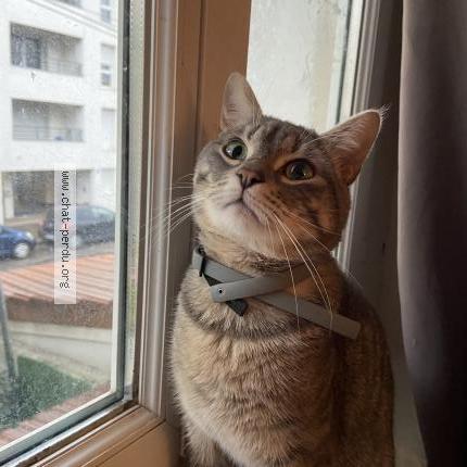 Foto 1/1 Boo Chat perdido en Villeurbanne