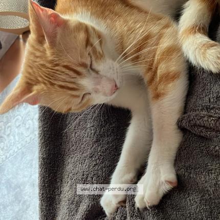 Foto 1/1 Maurice Chat perdido en Tournefeuille