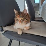 Foto del gato perdido en Niederroedern