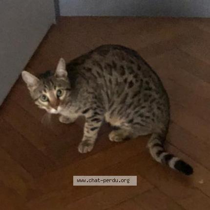 Foto 1/1 SHAÉ Chat perdido en Vauciennes