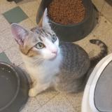 Foto del gato perdido en Severac