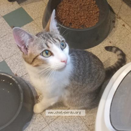 Foto 1/1 Corvette Chat perdido en Severac