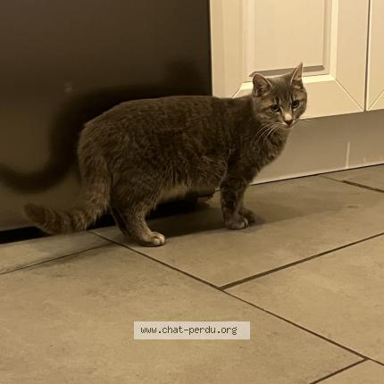 Foto 1/1 Grisouille Chat perdido en Saint doulchard
