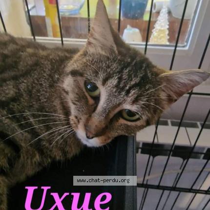 Foto 1/1 Gato encontrado Encontrado en Carcans