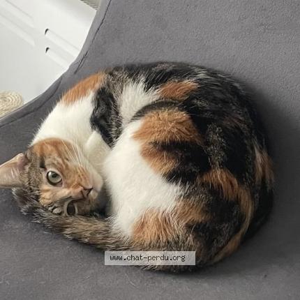 Foto 1/1 Lana Chat perdido en Nantes