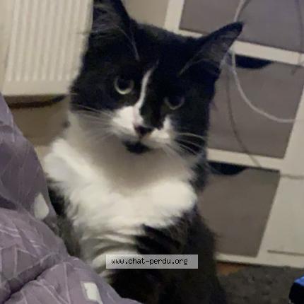 Foto 1/1 LOULOU Chat perdido en Monnaie