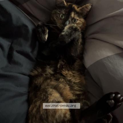 Foto 1/1 Lilith Chat perdido en Villers le bouillet