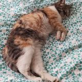 Foto del gato perdido en Nimes