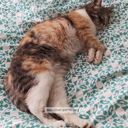 Foto 1/1 Tchoupie Chat perdido en Nimes