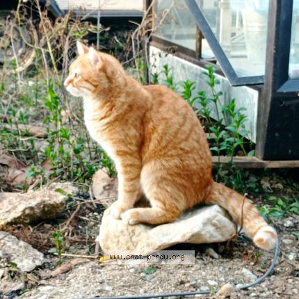 Foto 1/1 Bocuse Chat perdido en Sainte julie