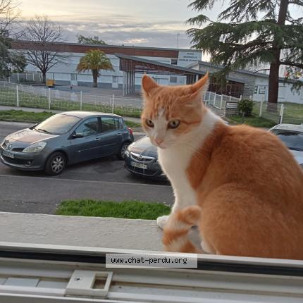 Foto 1/1 Pipounette Chat perdido en Mourenx