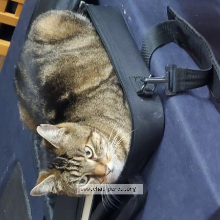 Foto 1/1 Kendji Chat perdido en Bruyeres sur oise